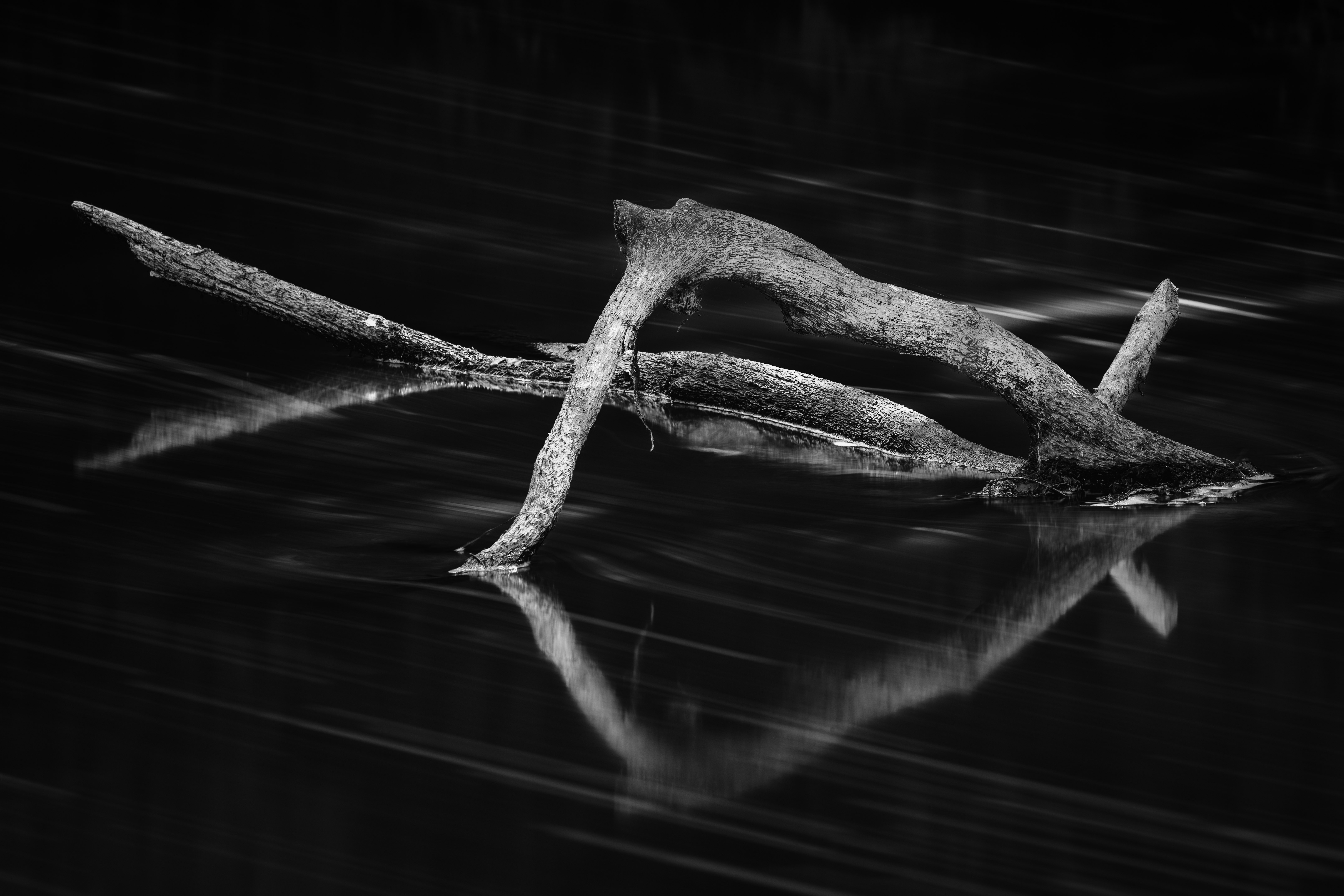 grayscale photo of wood log